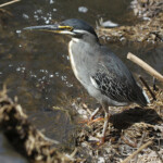 Héron strié (Satara)