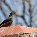 Traquet à ventre roux (Kruger)