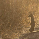 Mangouste rouge (Satara)
