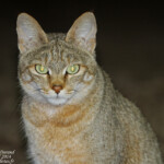 Chat sauvage africain (Satara)