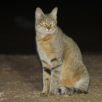 Chat sauvage africain (Satara)