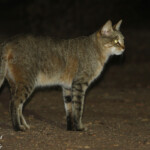 Chat sauvage africain (Satara)