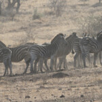 Zèbres des plaines (Satara)