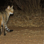 Chat sauvage africain (Satara)