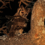 Grand-duc de Verreaux (Satara)