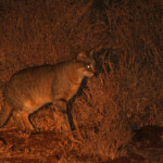 Chat sauvage africain (Satara)