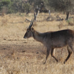 Cobe à croissant (Satara)