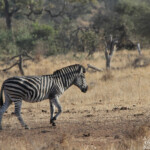 Zèbre des plaines (Satara)