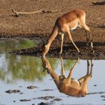 Impala (Satara)