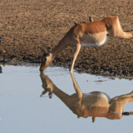 Impala (Satara)