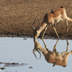 Impala (Satara)