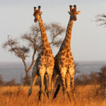Girafes (Satara)
