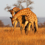 Girafes (Satara)