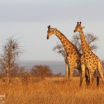 Girafes (Satara)