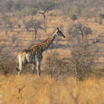 Girafe (Satara)