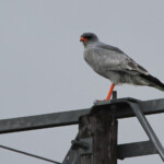 Autour chanteur (Addo elephant national park)