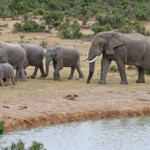 Éléphant d'Afrique (Addo elephant national park)