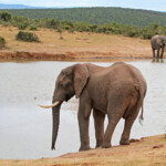 Éléphant d'Afrique (Addo elephant national park)