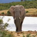 Éléphant d'Afrique (Addo elephant national park)