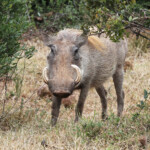Phacochère (Addo elephant national park)