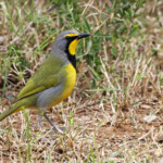 Gladiateur (Addo elephant national park)