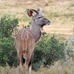 Grand koudou (Addo elephant national park)