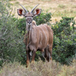 Grand koudou (Addo elephant national park)