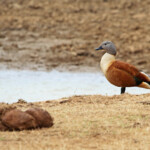 Tadorne à tête grise (Addo elephant national park)
