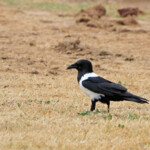 Corbeau pie (Addo elephant national park)