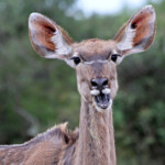 Grand koudou (Addo elephant national park)