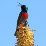 Souimanga à plastron rouge (Addo elephant national park)