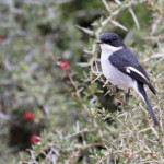 Gobemouche fiscal (Addo elephant national park)