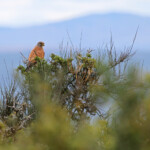 Crécerelle des rochers (Addo elephant national park)