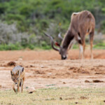 Chacal à chabraque (Addo elepahant national park)