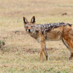 Chacal à chabraque (Addo elepahant national park)