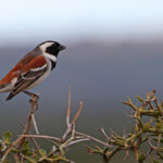 Moineau du Cap (Addo Elephant National Park)