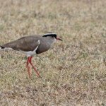 Vanneau couronné (Addo Elephant National Park)