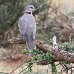 Tourterelle du Cap (Addo Elephant National Park)