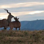 Grand Koudou (Addo Elephant National Park)