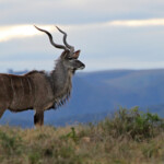 Grand Koudou (Addo Elephant National Park)