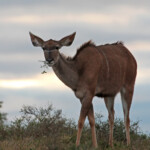Grand Koudou (Addo Elephant National Park)