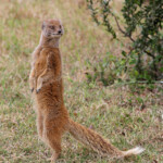 Mangouste fauve (Addo elephant national park)