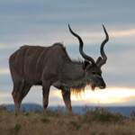 Grand Koudou (Addo Elephant National Park)