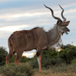 Grand Koudou (Addo Elephant National Park)
