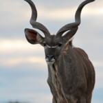 Grand Koudou (Addo Elephant National Park)