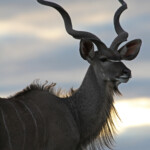 Grand Koudou (Addo Elephant National Park)