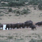 Buffle (Addo Elephant National Park)
