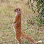 Mangouste fauve (Addo elephant national park)