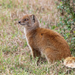 Mangouste fauve (Addo elephant national park)