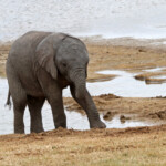 Éléphant d'Afrique (Addo elephant national park)